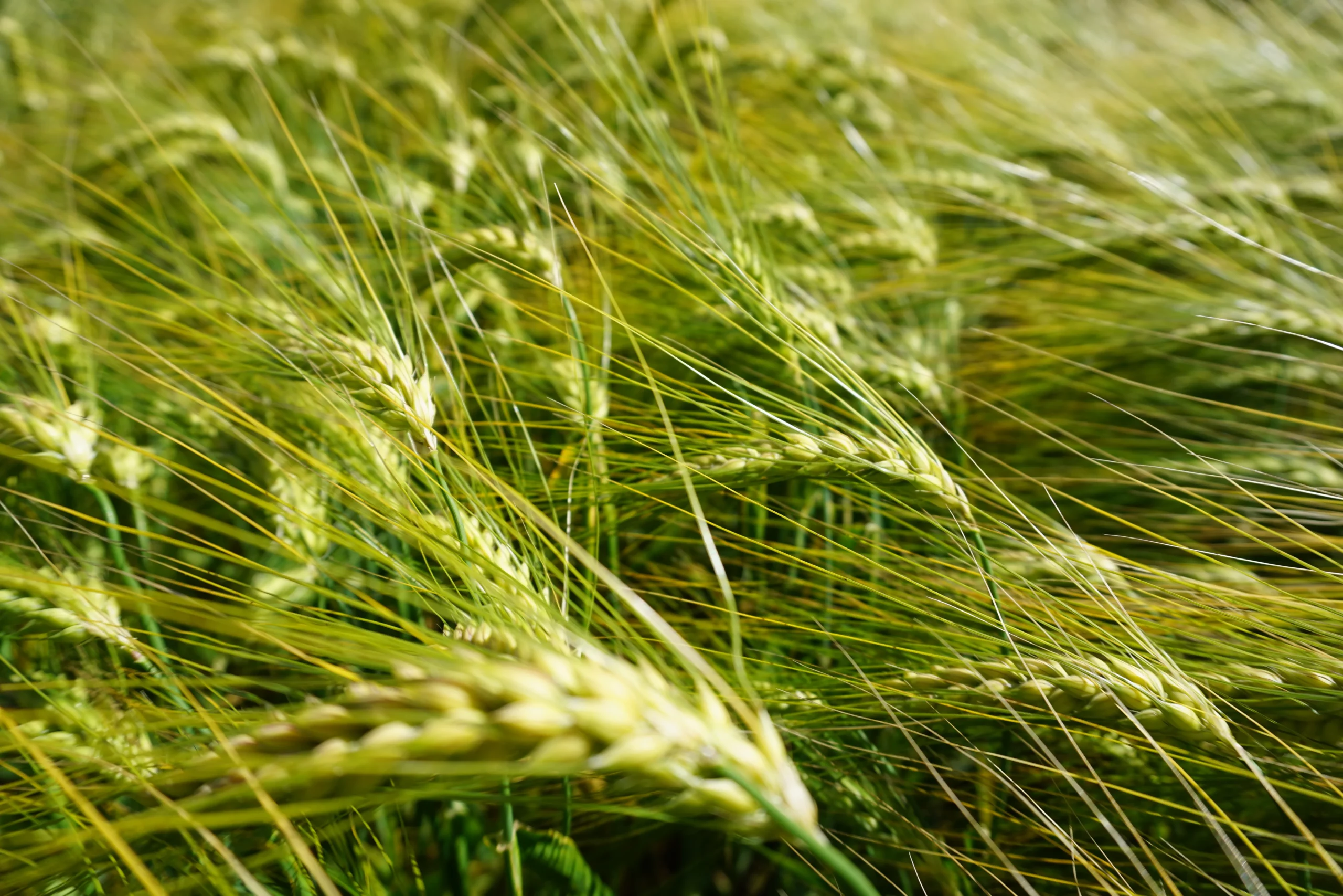 orzo assicurazioni